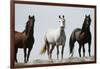 Wild Stallion Horses, Alkali Creek, Cyclone Rim, Continental Divide, Wyoming, USA-Scott T. Smith-Framed Photographic Print