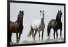 Wild Stallion Horses, Alkali Creek, Cyclone Rim, Continental Divide, Wyoming, USA-Scott T. Smith-Framed Photographic Print