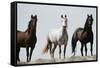 Wild Stallion Horses, Alkali Creek, Cyclone Rim, Continental Divide, Wyoming, USA-Scott T. Smith-Framed Stretched Canvas