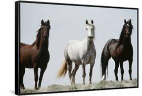 Wild Stallion Horses, Alkali Creek, Cyclone Rim, Continental Divide, Wyoming, USA-Scott T. Smith-Framed Stretched Canvas