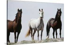 Wild Stallion Horses, Alkali Creek, Cyclone Rim, Continental Divide, Wyoming, USA-Scott T. Smith-Stretched Canvas