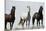 Wild Stallion Horses, Alkali Creek, Cyclone Rim, Continental Divide, Wyoming, USA-Scott T. Smith-Stretched Canvas