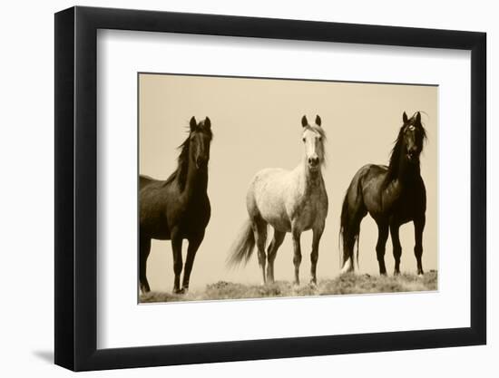 Wild Stallion Horses, Alkali Creek, Cyclone Rim, Continental Divide, Wyoming, USA-Scott T^ Smith-Framed Photographic Print