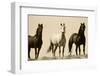 Wild Stallion Horses, Alkali Creek, Cyclone Rim, Continental Divide, Wyoming, USA-Scott T^ Smith-Framed Photographic Print