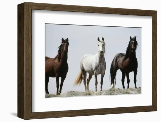 Wild Stallion Horses, Alkali Creek, Cyclone Rim, Continental Divide, Wyoming, USA-Scott T. Smith-Framed Photographic Print