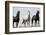 Wild Stallion Horses, Alkali Creek, Cyclone Rim, Continental Divide, Wyoming, USA-Scott T. Smith-Framed Photographic Print