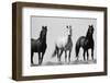 Wild Stallion Horses, Alkali Creek, Cyclone Rim, Continental Divide, Wyoming, USA-Scott T^ Smith-Framed Premium Photographic Print