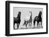 Wild Stallion Horses, Alkali Creek, Cyclone Rim, Continental Divide, Wyoming, USA-Scott T^ Smith-Framed Premium Photographic Print