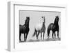 Wild Stallion Horses, Alkali Creek, Cyclone Rim, Continental Divide, Wyoming, USA-Scott T^ Smith-Framed Premium Photographic Print