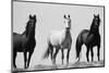 Wild Stallion Horses, Alkali Creek, Cyclone Rim, Continental Divide, Wyoming, USA-Scott T^ Smith-Mounted Premium Photographic Print