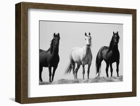 Wild Stallion Horses, Alkali Creek, Cyclone Rim, Continental Divide, Wyoming, USA-Scott T^ Smith-Framed Photographic Print