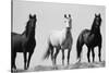 Wild Stallion Horses, Alkali Creek, Cyclone Rim, Continental Divide, Wyoming, USA-Scott T^ Smith-Stretched Canvas