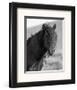 Wild Stallion II-Claude Steelman-Framed Art Print