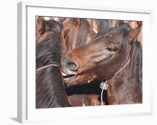 Wild Stallions Jostle and Spar as They are Held Together in a Small Pen-Debra Reid-Framed Photographic Print