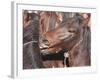 Wild Stallions Jostle and Spar as They are Held Together in a Small Pen-Debra Reid-Framed Photographic Print