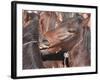 Wild Stallions Jostle and Spar as They are Held Together in a Small Pen-Debra Reid-Framed Photographic Print