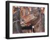 Wild Stallions Jostle and Spar as They are Held Together in a Small Pen-Debra Reid-Framed Photographic Print