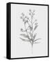 Wild Stem I-Annie Warren-Framed Stretched Canvas