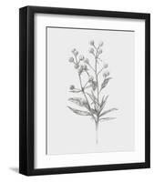 Wild Stem I-Annie Warren-Framed Art Print