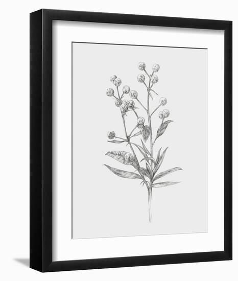 Wild Stem I-Annie Warren-Framed Art Print