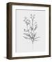 Wild Stem I-Annie Warren-Framed Art Print