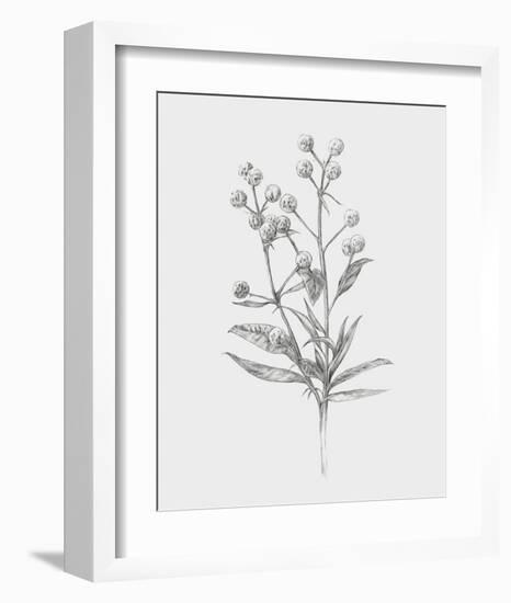 Wild Stem I-Annie Warren-Framed Art Print