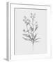 Wild Stem I-Annie Warren-Framed Art Print