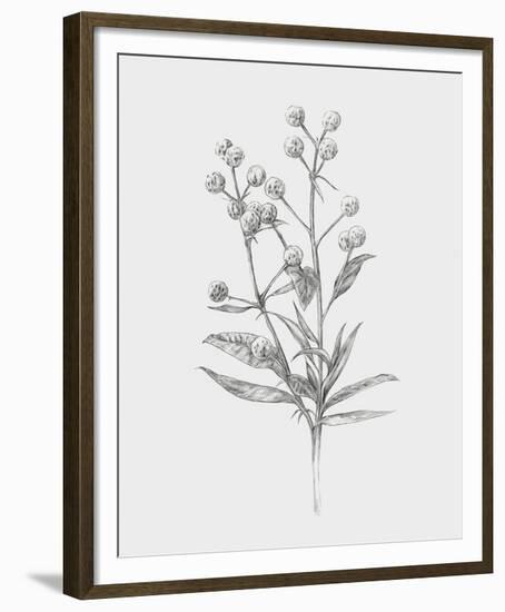 Wild Stem I-Annie Warren-Framed Art Print