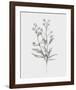 Wild Stem I-Annie Warren-Framed Art Print