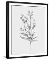 Wild Stem I-Annie Warren-Framed Art Print