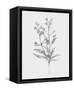 Wild Stem I-Annie Warren-Framed Stretched Canvas