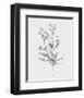 Wild Stem I-Annie Warren-Framed Art Print