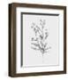 Wild Stem I-Annie Warren-Framed Art Print