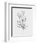 Wild Stem I-Annie Warren-Framed Art Print