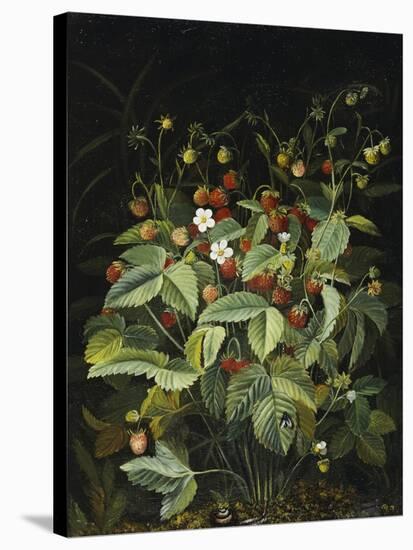 Wild Strawberries-Otto Diderich Ottesen-Stretched Canvas