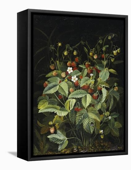 Wild Strawberries-Otto Diderich Ottesen-Framed Stretched Canvas