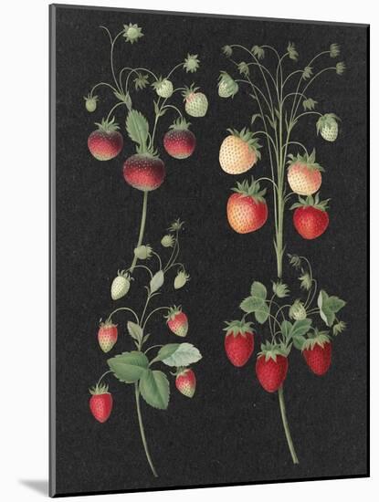 Wild Strawberries-Wild Apple Portfolio-Mounted Art Print