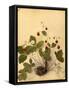 Wild Strawberry Flowers, 1870s-Pietro Guidi-Framed Stretched Canvas
