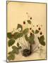 Wild Strawberry Flowers, 1870s-Pietro Guidi-Mounted Giclee Print