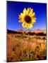 Wild Sunflower Along Dirt Road, SD-John Coletti-Mounted Photographic Print