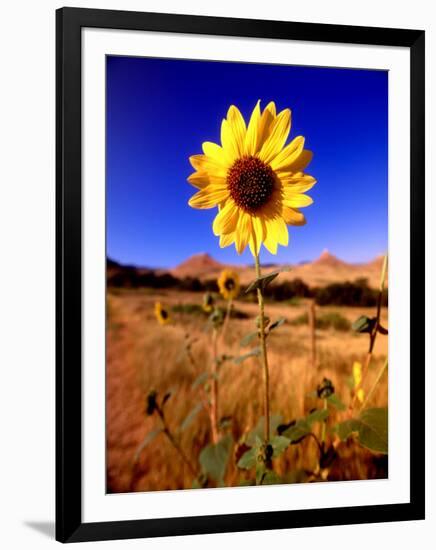 Wild Sunflower Along Dirt Road, SD-John Coletti-Framed Photographic Print