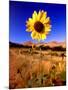 Wild Sunflower Along Dirt Road, SD-John Coletti-Mounted Photographic Print