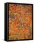 Wild Sweet Cherry, Gean with Striking Autumn Colour-null-Framed Stretched Canvas