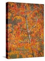 Wild Sweet Cherry, Gean with Striking Autumn Colour-null-Stretched Canvas