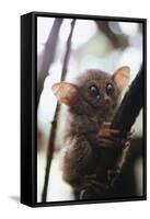 Wild Tarsier Sitting on Tree, N. Sulawesi, Indonesia-Stuart Westmorland-Framed Stretched Canvas