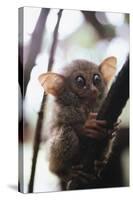 Wild Tarsier Sitting on Tree, N. Sulawesi, Indonesia-Stuart Westmorland-Stretched Canvas