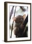 Wild Tarsier Sitting on Tree, N. Sulawesi, Indonesia-Stuart Westmorland-Framed Photographic Print