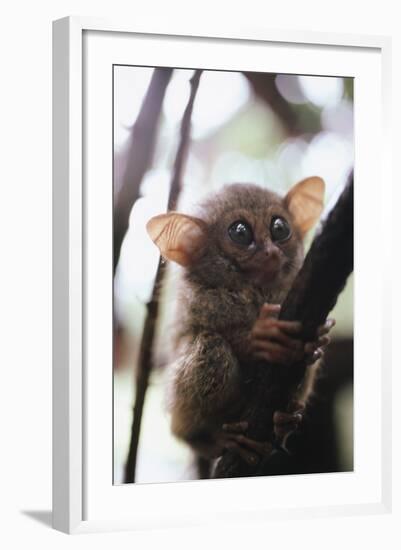 Wild Tarsier Sitting on Tree, N. Sulawesi, Indonesia-Stuart Westmorland-Framed Photographic Print