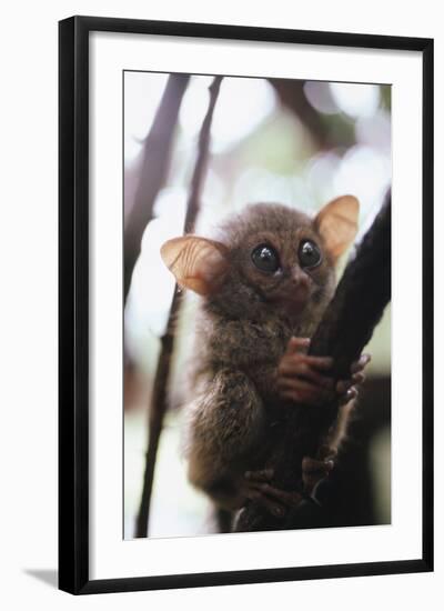 Wild Tarsier Sitting on Tree, N. Sulawesi, Indonesia-Stuart Westmorland-Framed Photographic Print