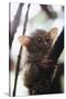 Wild Tarsier Sitting on Tree, N. Sulawesi, Indonesia-Stuart Westmorland-Stretched Canvas